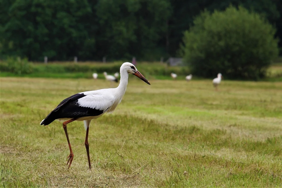 Comment définir une stratégie de croissance adaptée à sa PME ?